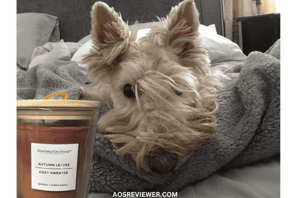 Furbaby Resting Beside the Beautiful Autumn Leaves Candle