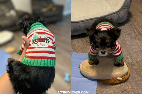 Puppy Wearing the Wine Bottle Sweater